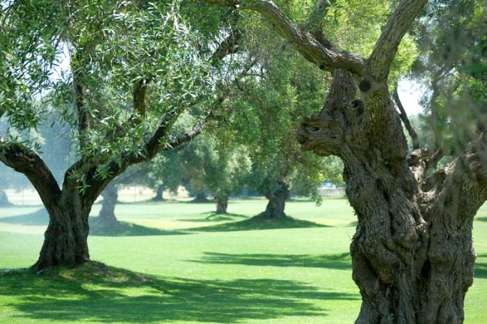 Photo of San Andreas Golf